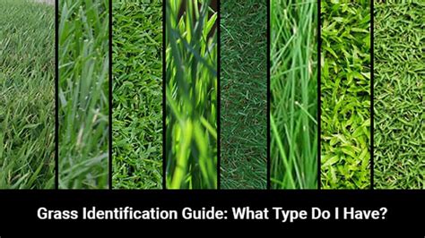 Grass identification. Things To Know About Grass identification. 
